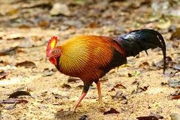 Gallo de Ceilán.jpg