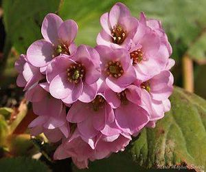 HORTENSIA-DE-INVIERNO.jpg