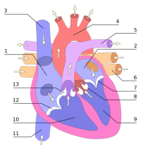 Heart numlabels.png