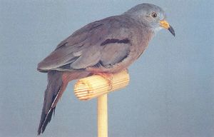 Paloma de tierra peruana.jpg
