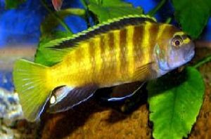 Pseudotropheus flavus. Macho..JPG