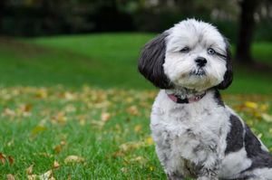 Shih-poo.jpg