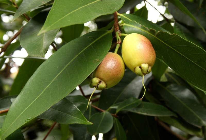 Archivo:Syzygium jambos.jpg