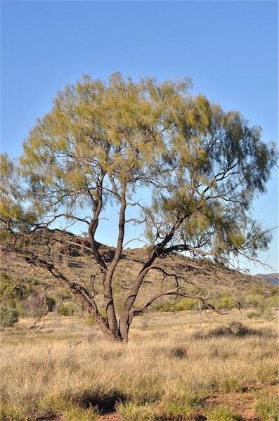 Archivo:Acacia estrophiolata 1.jpg