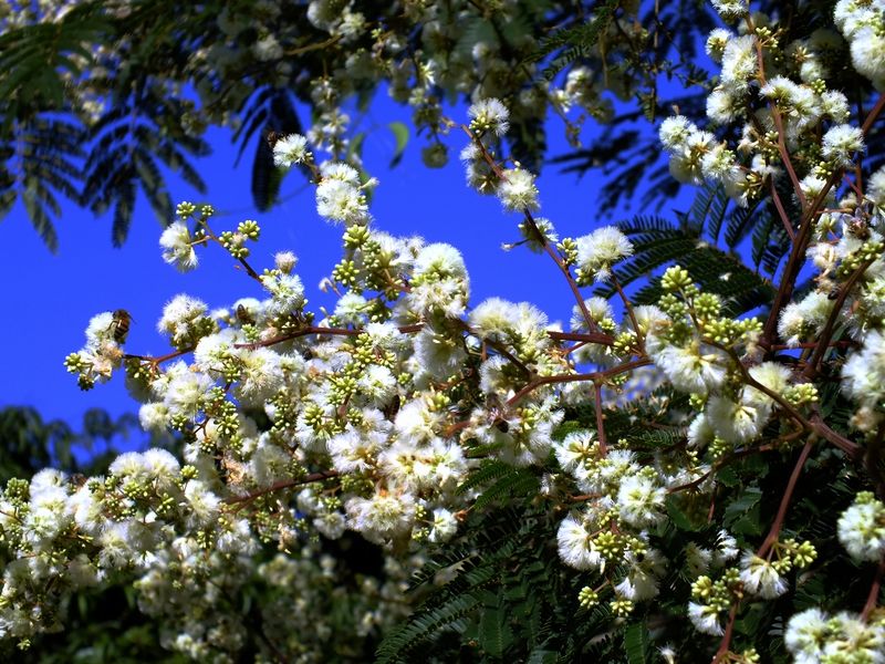 Archivo:Acacia fluminense.jpg