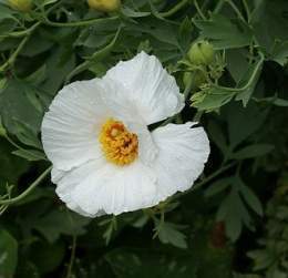 Amapola-mexicana.jpg