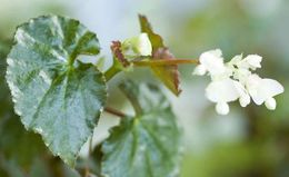 Begonia wrightiana - EcuRed