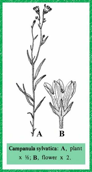 Campanula sylvatica.jpg