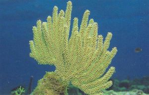 Eunicea mammosa.jpg