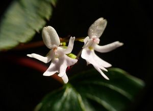 Figura 2345.jpg