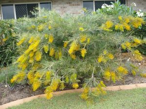 Grevillea-yu-lo.jpg