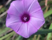 Ipomoea tenuissima EcuRed