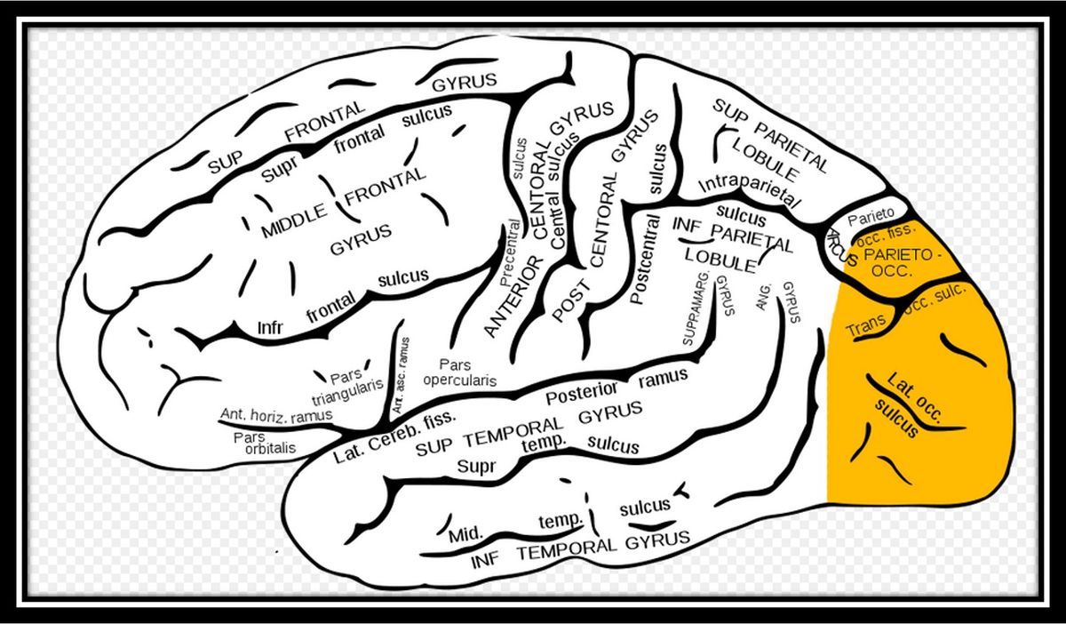 Lóbulo occipital - EcuRed