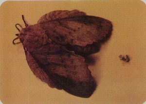 Mariposa hoja.jpg