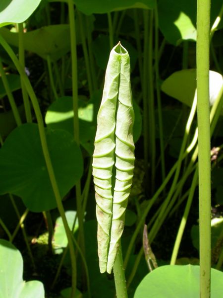 Archivo:Nelumbo nucifera 6.jpg