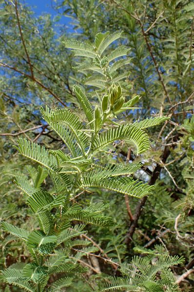 Archivo:Acacia gerrardii 1.jpg