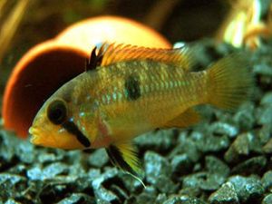 Apistogramma norberti hembra..jpg