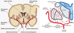 Arterias estriadas mediales-Diagrama.png