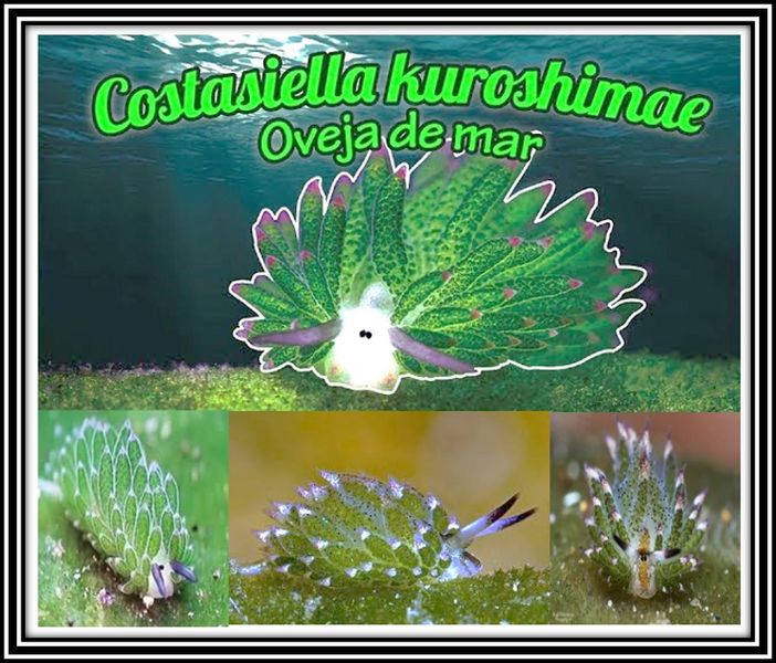 Archivo:BabosaOvejademarnew.jpg