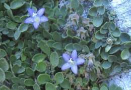Campanula amorgina.jpg