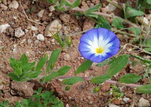 Convolvulus tricolor.jpg