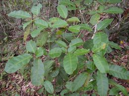 Croton submetallicus.jpg