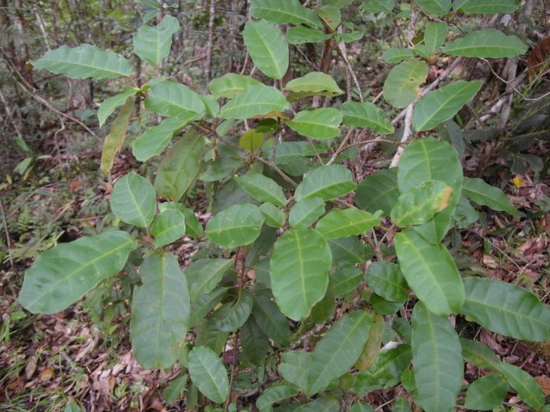 Archivo:Croton submetallicus.jpg