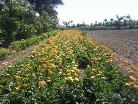 Flores1fr.jpg