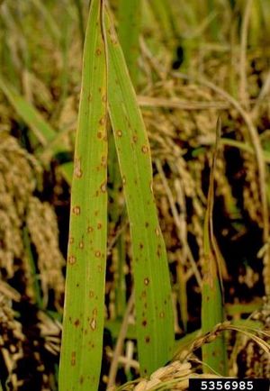 Helmintosporiosis del Arroz.JPG