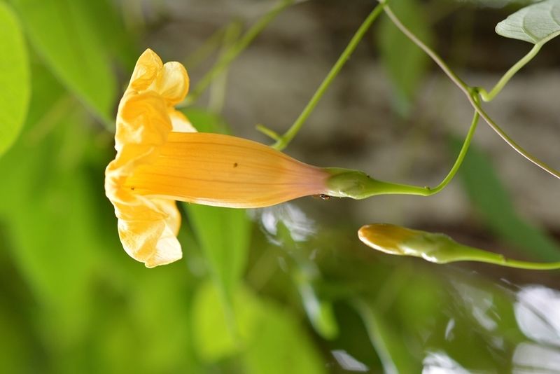 Archivo:Ipomoea aurantiaca.jpg