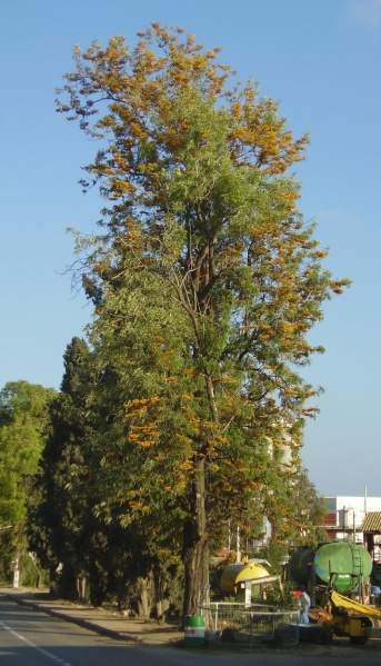 Archivo:Pino de Oro.jpg