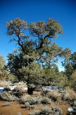 Pinus monophylla.jpg