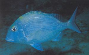 Pluma cachicato.JPG