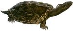 Proganochelys22.jpg