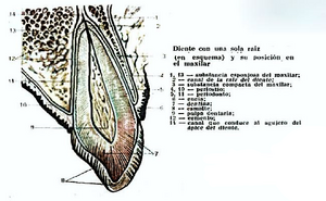 Pulpa dental dibujo.png