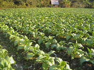 Tabaco sj .jpg