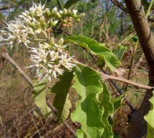 Vernomia.jpg
