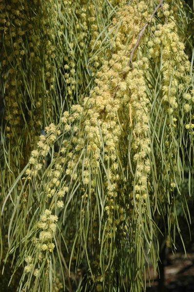 Archivo:Acacia cognata 4.jpg