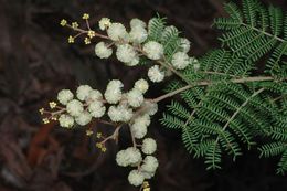 Acacia jonesii.jpg