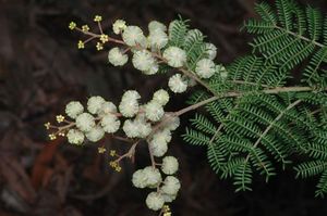 Acacia jonesii.jpg