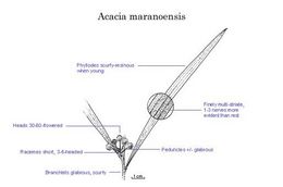 Acacia maranoensis.jpg