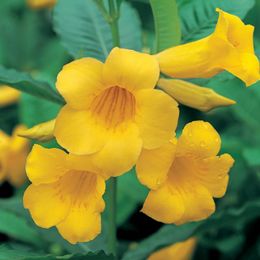 Allamandaneriifolia.jpg