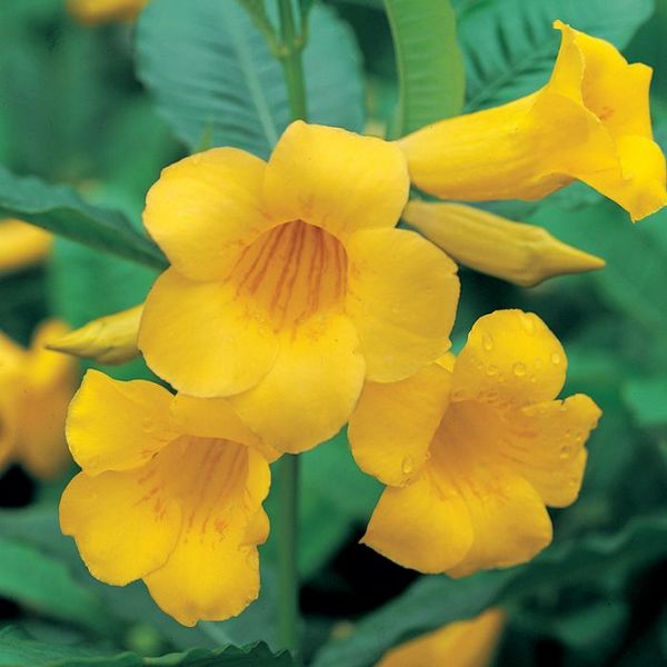 Archivo:Allamandaneriifolia.jpg