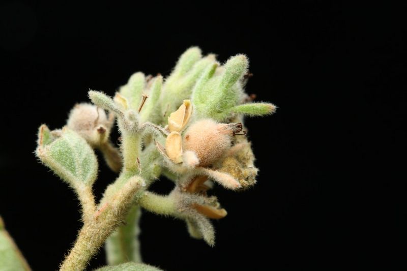 Archivo:Croton jutiapensis 2.jpg