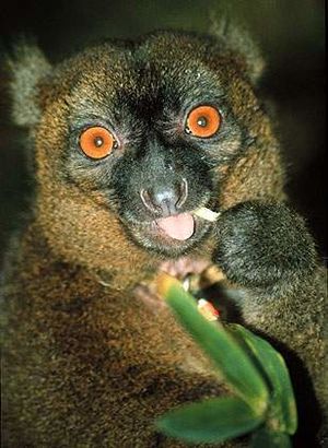 Lemur manso.jpg