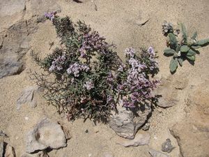 Limonium papillatum.JPG