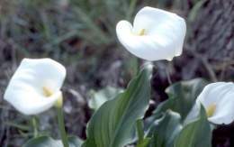 Plantas-acuaticas-lirio-agua-zantedeschia.jpg