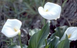 Plantas-acuaticas-lirio-agua-zantedeschia.jpg