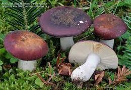 Russula badia.jpg