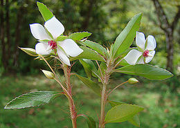 Sauvagesia erecta.jpg